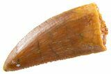 Serrated Raptor Tooth - Real Dinosaur Tooth #346999-1